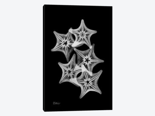 Starfish Collage