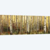 Forest Light