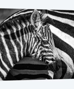 Maasai Mara National Reserve, Narok County, Kenya I