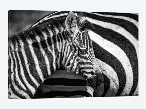 Maasai Mara National Reserve, Narok County, Kenya I