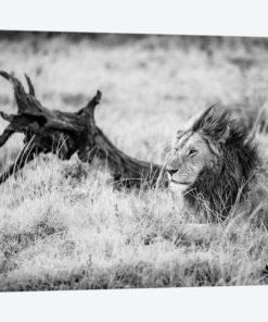 Maasai Mara National Reserve, Narok County, Kenya II