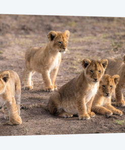 Maasai Mara National Reserve, Narok County, Kenya IV
