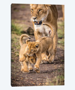Maasai Mara National Reserve, Narok County, Kenya V