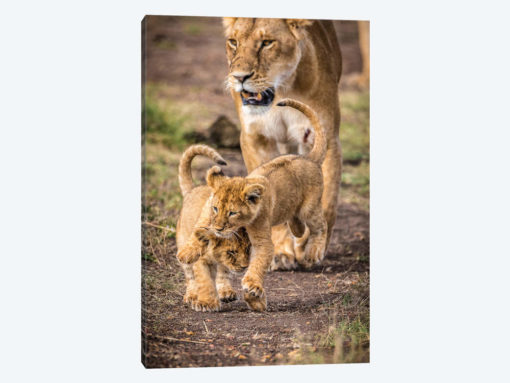 Maasai Mara National Reserve, Narok County, Kenya V