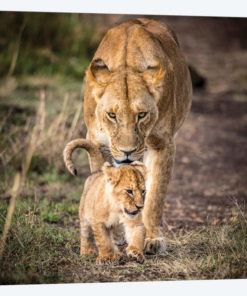 Maasai Mara National Reserve, Narok County, Kenya VI