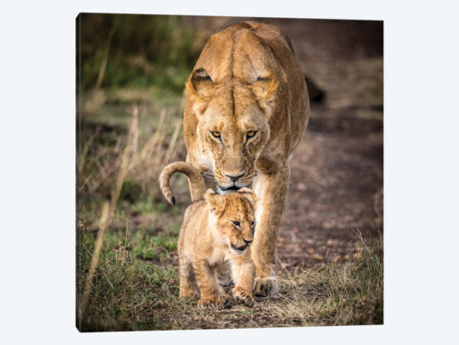 Maasai Mara National Reserve, Narok County, Kenya VI
