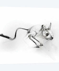 Egyptian Jerboa