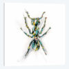 Ant