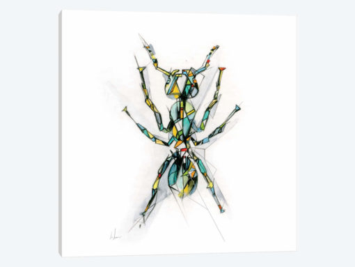 Ant