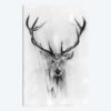 Red Deer