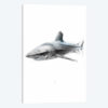 Shark I