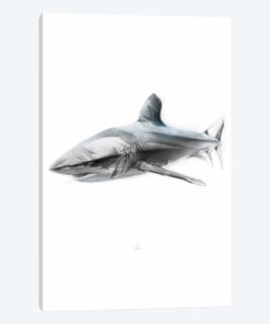 Shark I