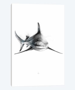 Shark II