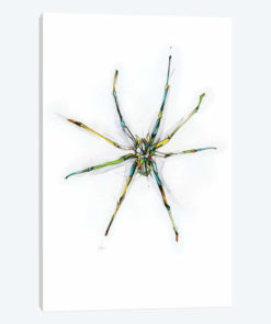 Spider