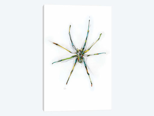 Spider