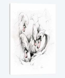 Swans