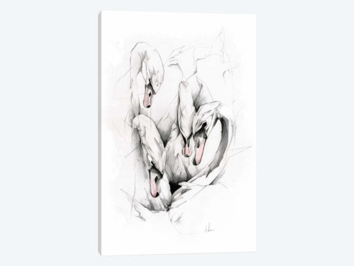 Swans