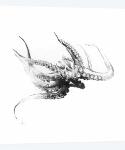 Octopus Rubescens