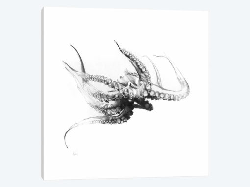 Octopus Rubescens