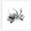 Pacific Octopus