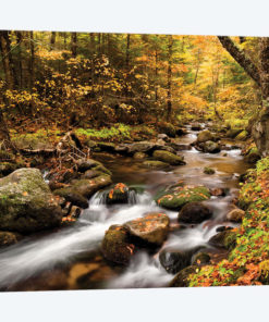 USA, New Hampshire, White Mountains, Fall color on Jefferson Brook I