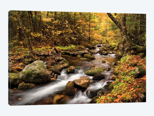 USA, New Hampshire, White Mountains, Fall color on Jefferson Brook I