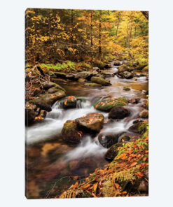 USA, New Hampshire, White Mountains, Fall color on Jefferson Brook II