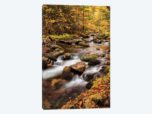 USA, New Hampshire, White Mountains, Fall color on Jefferson Brook II