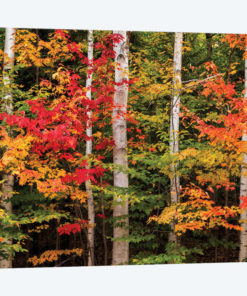 USA, New Hampshire, White Mountains, Maple and white birch