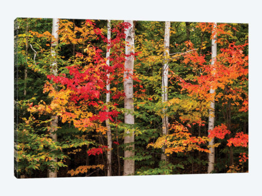 USA, New Hampshire, White Mountains, Maple and white birch