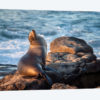 USA, California, La Jolla, Sea lion at La Jolla Cove