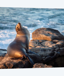 USA, California, La Jolla, Sea lion at La Jolla Cove