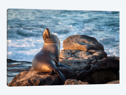 USA, California, La Jolla, Sea lion at La Jolla Cove