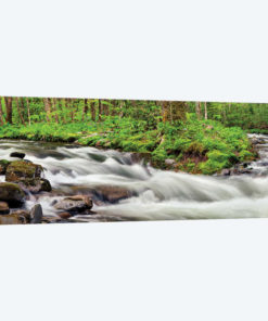 USA, North Carolina, Great Smoky Mountains National Park, Straight Fork