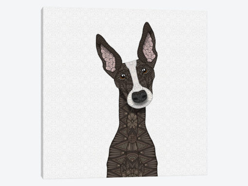 Brindle Greyhound, White Snout