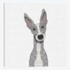 Cute Blue Greyhound