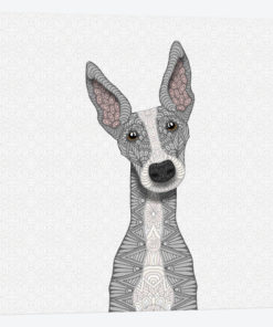 Cute Blue Greyhound