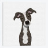 Cute Brindle Iggy