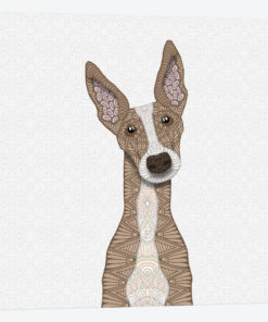 Cute Fawn Greyhound