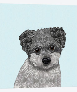 Cute Havanese