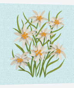 Edelweiss