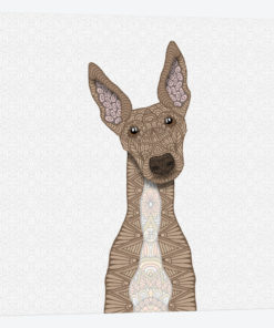 Fawn Greyhound, White Belly