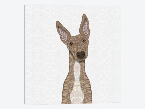 Fawn Greyhound, White Belly
