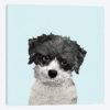Little Havanese