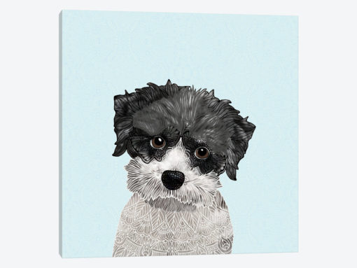 Little Havanese