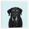 Old Black Lab