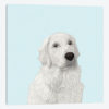 White Retriever