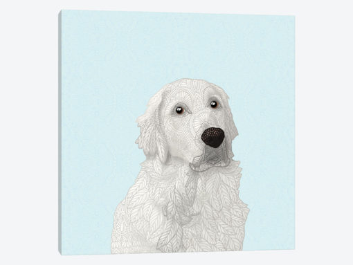 White Retriever
