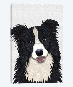 Cute Border Collie