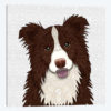 Red Border Collie